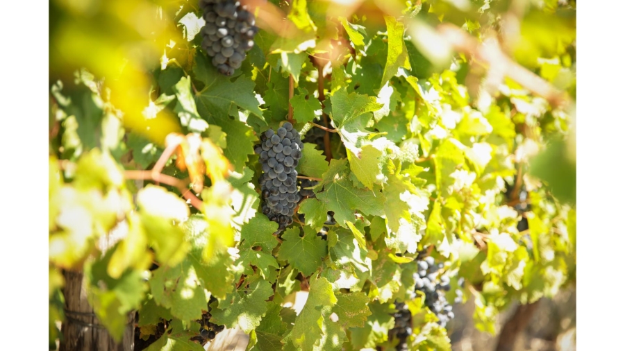 Commercial Property for Sale in Wolseley Western Cape